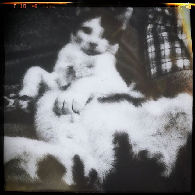 just chillin' on #caturday