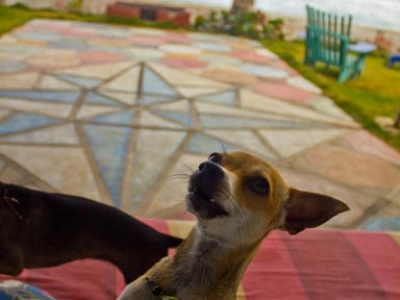 adam_gallagher_cabarete_perro-loco_mg_3125