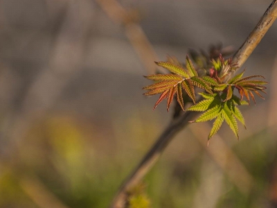 adam_gallagher_flora_DSC_0023