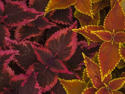 adam_gallagher_flora_DSC_4541