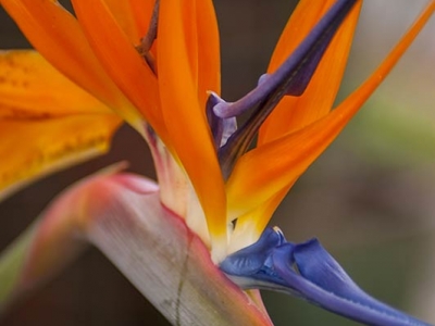 adam_gallagher_flora_DSC_5383