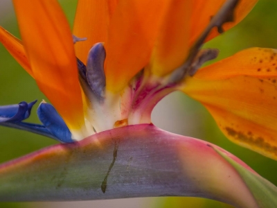 adam_gallagher_flora_DSC_5384