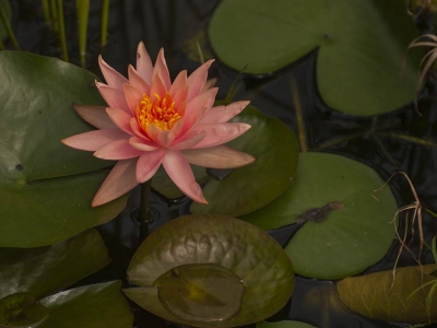 adam_gallagher_flora_DSC_6801