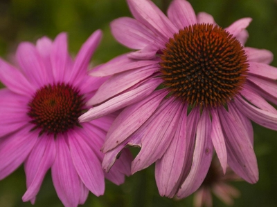 adam_gallagher_flora_DSC_7455